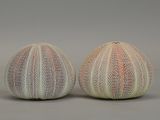 two sea urns that are sitting on a table