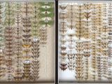 two pictures of a window with a lot of bugs on it