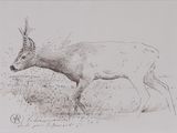 pencil drawing of a deer in a field with grass and bushes