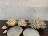 trois coquillages et une coquille posés sur une table en bois