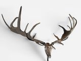 a deer skull with antlers on a white wall