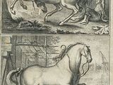 two pictures of horses running in the same direction