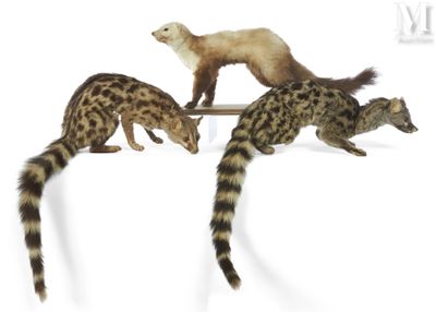 three different types of ferrets on a white surface