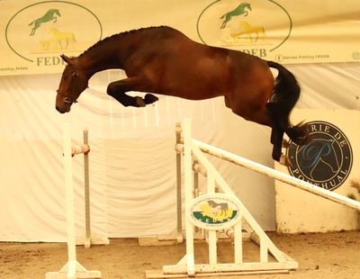 a horse that is jumping over an obstacle