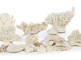 a lot of white corals on a white surface