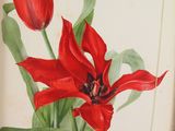 painting of a red flower in a green vase on a shelf