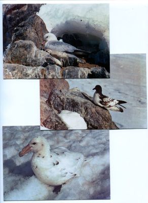 quatre photos d'une mouette perchée sur un rocher
