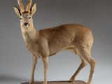 animaux empaillés représentant des antilopes, sur un socle en bois, sur fond gris
