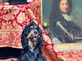 un chien assis sur un lit à côté d'un tableau