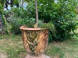 un grand arbre en pot au milieu d'une pelouse
