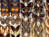 many different types of butterflies displayed in a display case