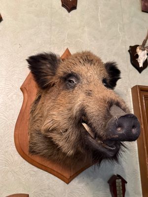 a stuffed boar head mounted on the wall of a room