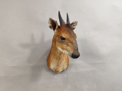 une fausse tête de cerf avec des bois sur fond blanc