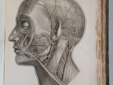 a book with a drawing of a human head and neck