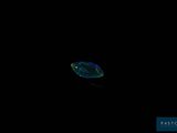 a fish that is swimming in the water at night