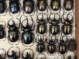 a lot of beetles that are hanging on the wall