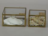 two glass boxes with shells inside of them on a table