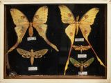 a lot of moths that are on display in a wooden frame