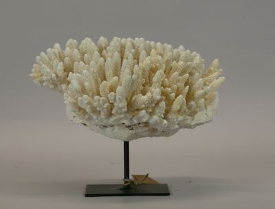 an image of a piece of coral on a stand