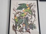 two framed pictures of birds hanging on the wall