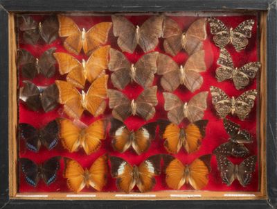 many different types of butterflies displayed in a shadow box