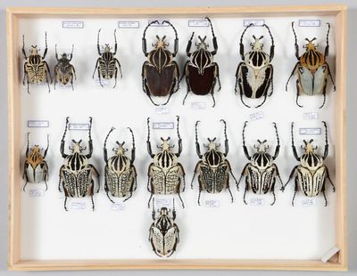 de nombreux insectes exposés dans un cadre en bois