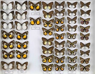 de nombreux types de papillons différents présentés dans une vitrine