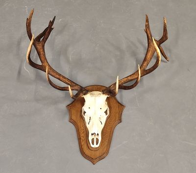 une photo d'un crâne de cerf accroché au mur