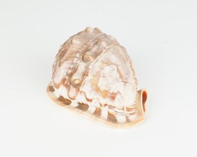 un coquillage sur une surface blanche, sur fond blanc