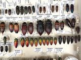 a lot of beetles that are on display in a glass case