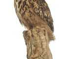 un hibou perché au sommet d'une souche d'arbre