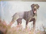 a dog that is standing in a field of flowers