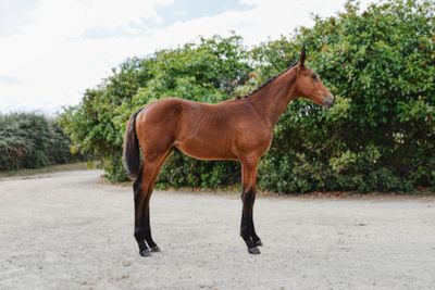 a brown horse standing in the middle of a dirt road
