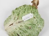 a figurine of a leaf with a tag on it