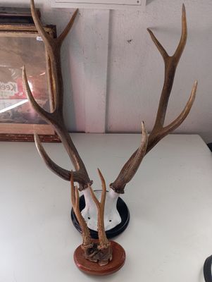 une tête de cerf avec des bois posée sur une table