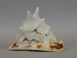 a close up of a seashell on a gray surface