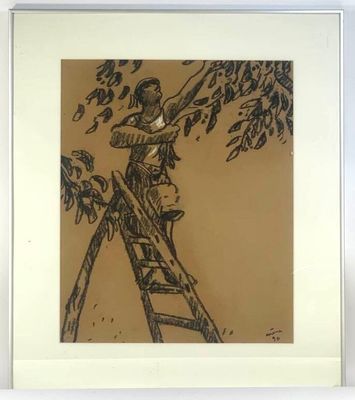drawing of a man climbing a ladder to pick leaves off a tree