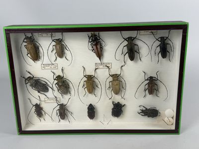 a lot of bugs that are in a display case