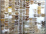 many different kinds of moths displayed in a display case