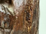 a close up of a wooden sculpture of a bear
