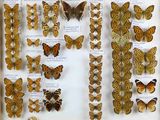 a lot of butterflies that are on display in a glass case
