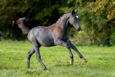 un cheval qui galope dans l'herbe, avec des arbres en arrière-plan