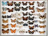 de nombreux types de papillons différents présentés dans une vitrine