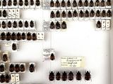 a lot of bugs that are on display in a case