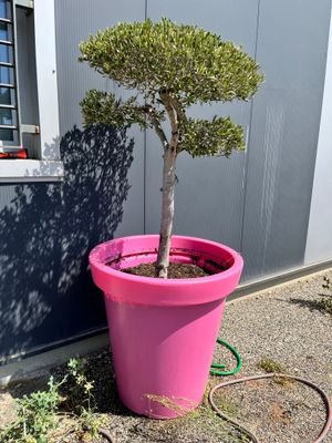 un pot rose contenant un arbre, à côté d'un immeuble