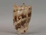 a glass vase with a shell inside of it on a table
