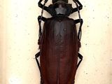 a large beetle that is mounted in a glass frame