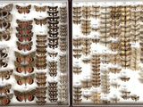 a picture of a window with a lot of birds on it