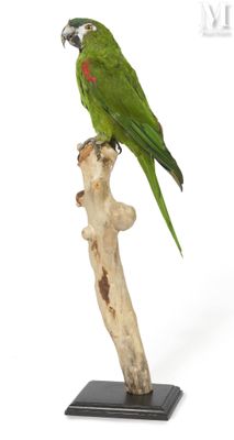 a green parrot perched on a branch on a white background