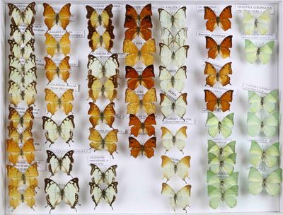 de nombreux types de papillons exposés dans un cadre blanc